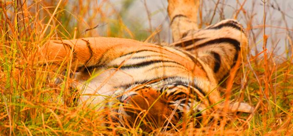 Ranthambore
