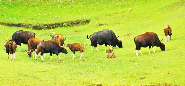 Periyar