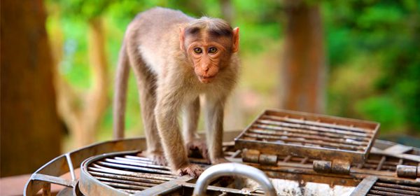 Thekkady