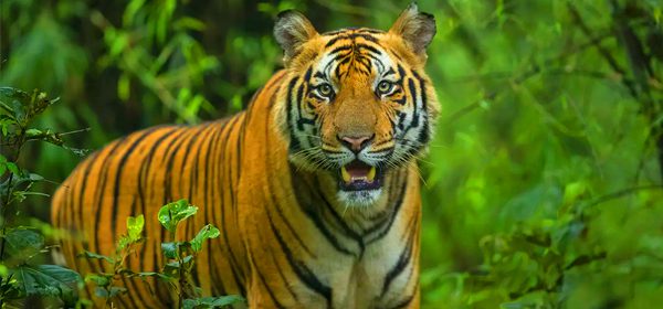 Bandhavgarh