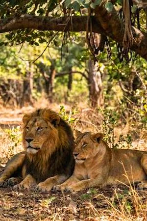 Sasan Gir