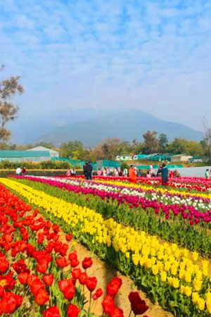 Palampur
