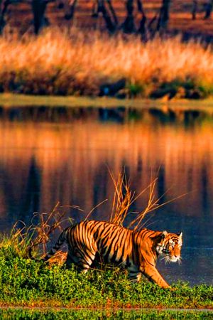 Kanha