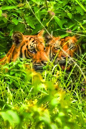 Chitwan