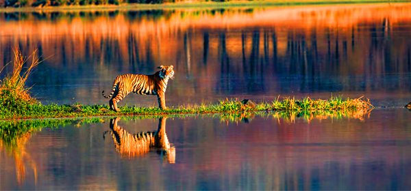 Ranthambore