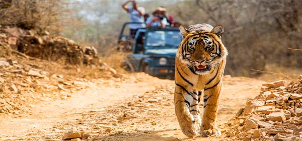 Bandhavgarh