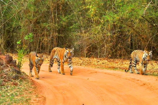 Bandhavgarh