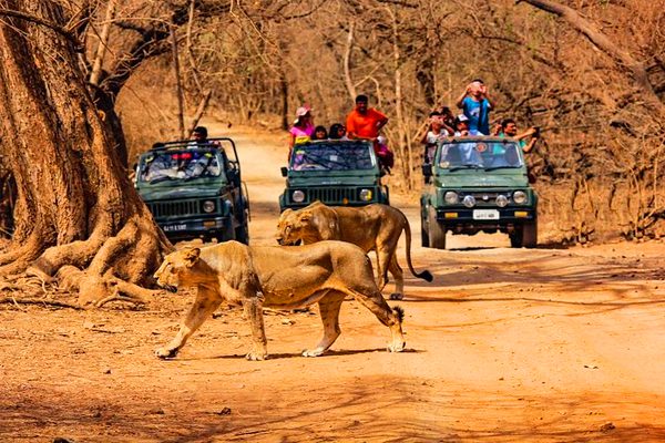 Sasan Gir