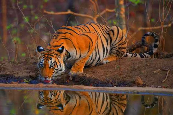 Pench