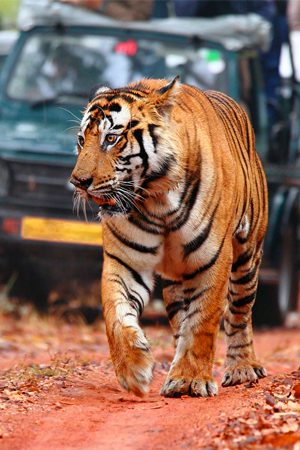 Ranthambore