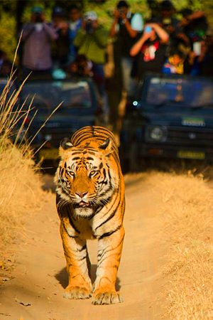 Bandhavgarh