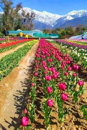 Palampur