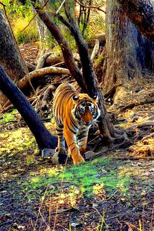 Ranthambore