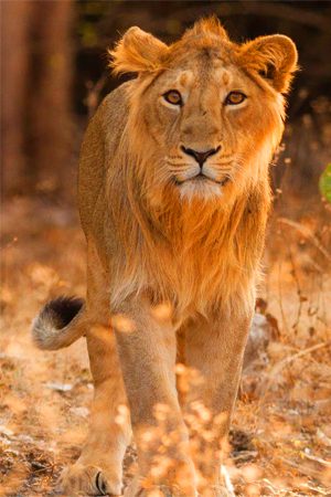 Sasan Gir