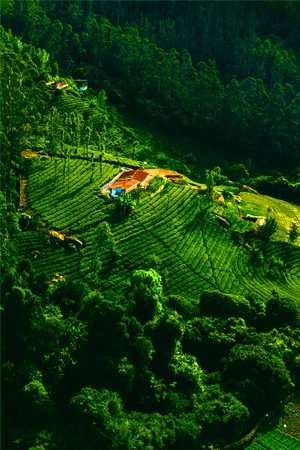 Ooty