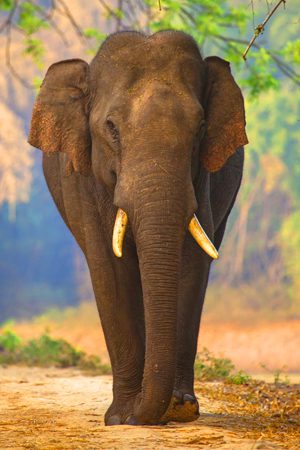 Bandipur