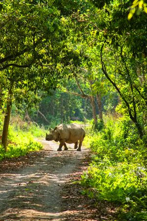 Chitwan