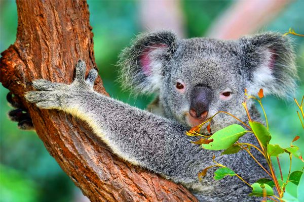 Australia