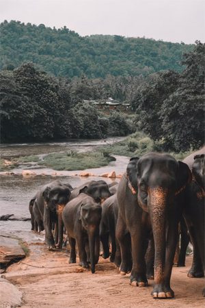 Sri lanka